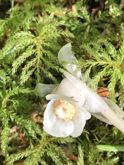 Monotropastrum humile