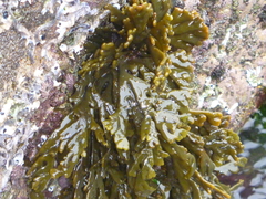 Xiphophora chondrophylla
