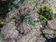 Patelloida corticata