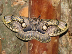 Brahmaea wallichii insulata