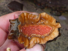 Cryptoconchus porosus