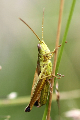 Gold Grasshopper, Posterholt, Netherlands, photo 9 of 10