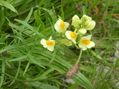 Linaria vulgaris