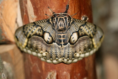 Brahmaea wallichii insulata