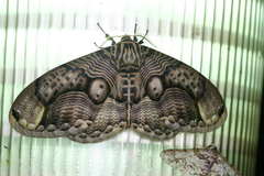 Brahmaea wallichii insulata