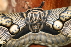 Brahmaea wallichii insulata