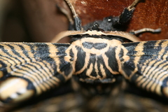 Brahmaea wallichii insulata