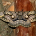 Wallich's Owl Moth - Photo (c) Arthur Chapman, some rights reserved (CC BY-NC-SA), uploaded by Arthur Chapman