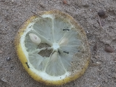 Formicidae