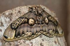 Brahmaea wallichii insulata