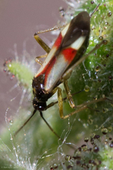 Tupiocoris californicus