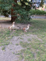 Alopochen aegyptiaca