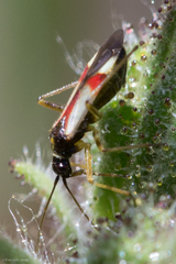 Tupiocoris californicus