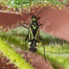 Macrotylus intermedius