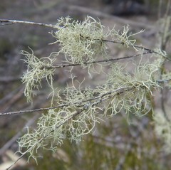 Usnea inermis