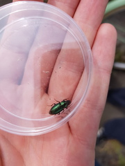 Harpalus honestus