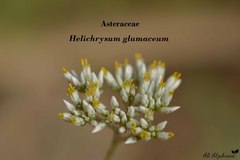 Helichrysum glumaceum