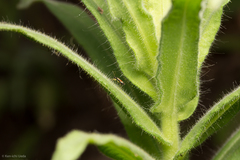 Tupiocoris californicus