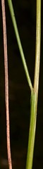 Juncus interior