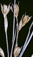 Juncus interior