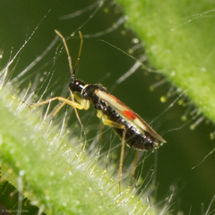 Tupiocoris californicus