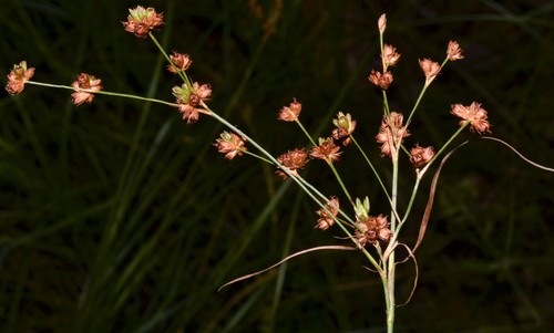 Juncus marginatus iNat (1)