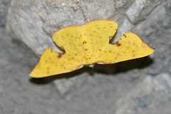 Corymica