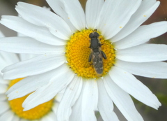Syritta pipiens