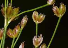 Juncus nodatus