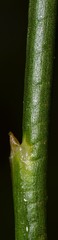 Juncus nodatus
