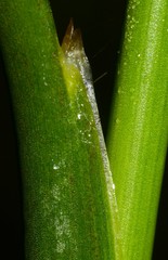 Juncus nodatus