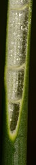 Juncus nodatus