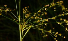 Juncus nodatus