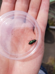 Harpalus honestus
