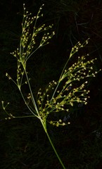 Juncus nodatus
