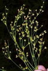 Juncus nodatus