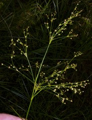 Juncus nodatus