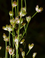 Juncus nodatus