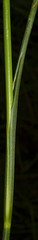 Juncus nodatus