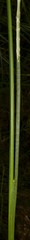 Juncus nodatus
