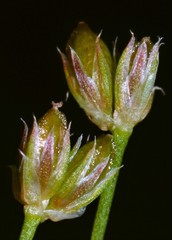 Juncus nodatus