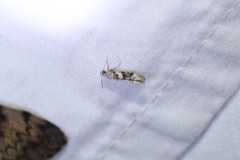 Coleotechnites atrupictella