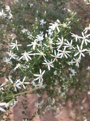 Olearia microphylla