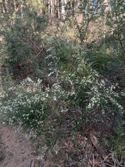 Olearia microphylla
