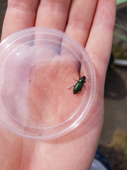 Harpalus honestus
