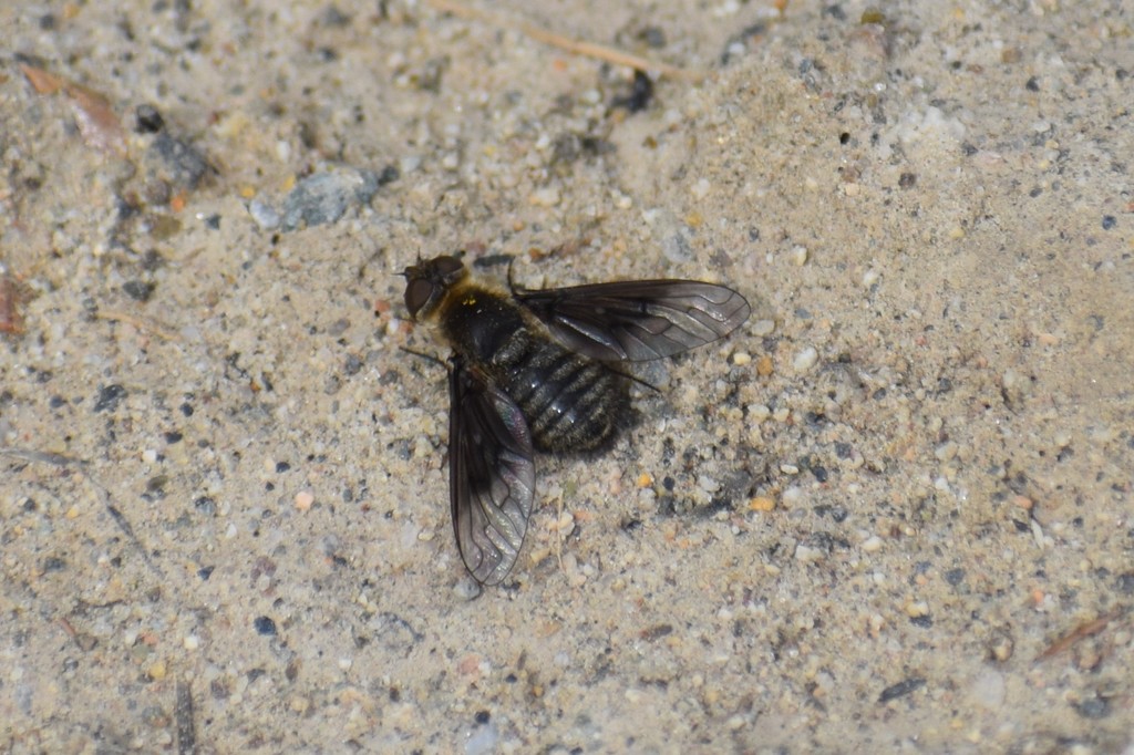 Paravilla syrtis