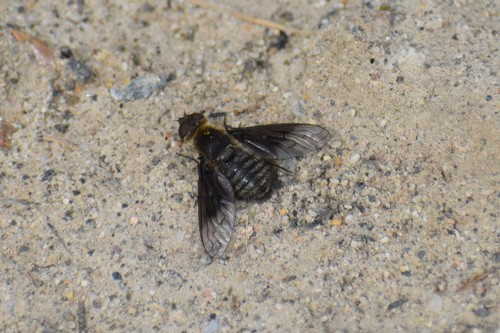 Paravilla syrtis