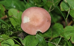 Calocybe persicolor