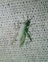 Hypochlora alba