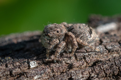 Maratus vespertilio